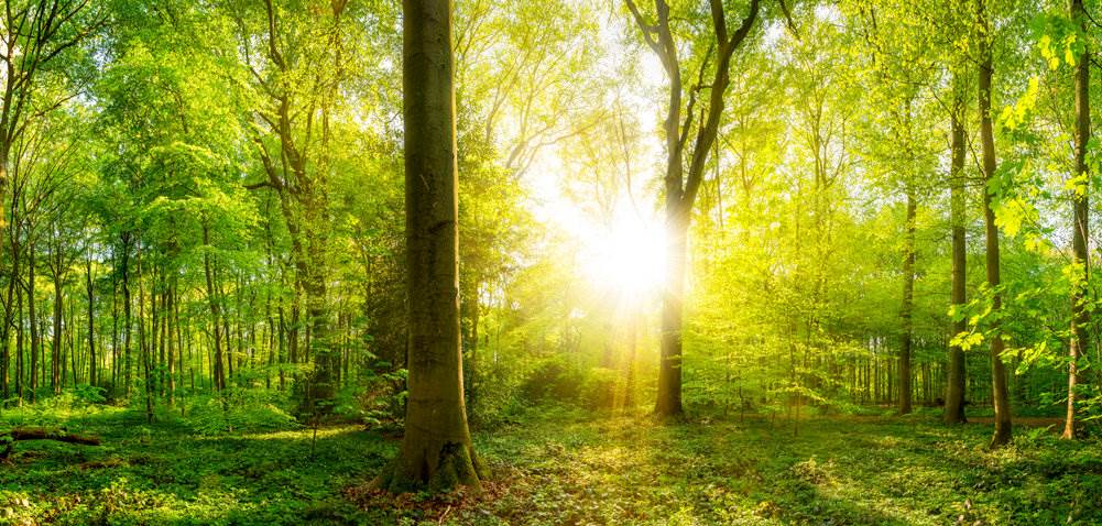 Forest Light (image)